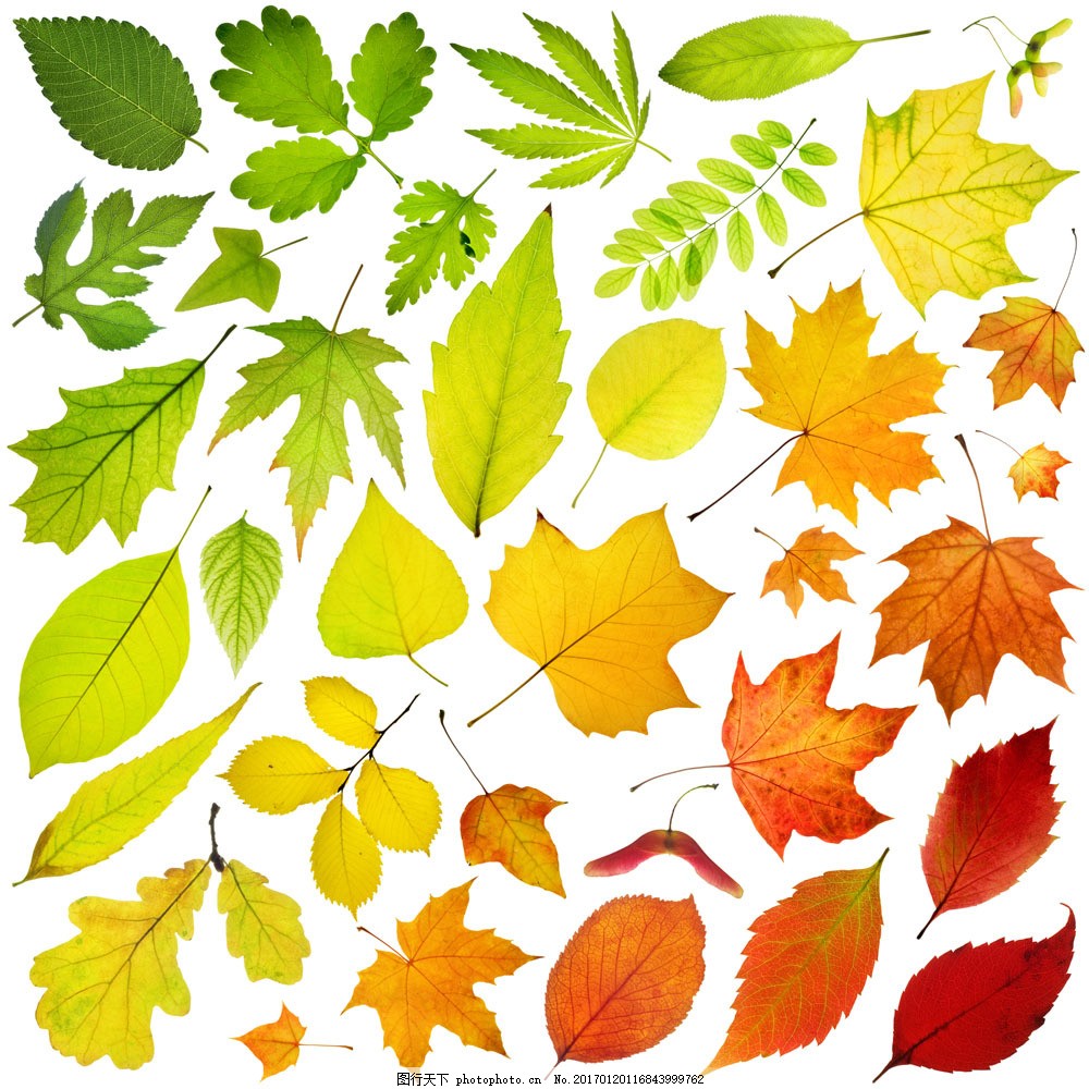 各種樹葉圖片圖片