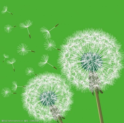蒲公英花飄散圖片素材