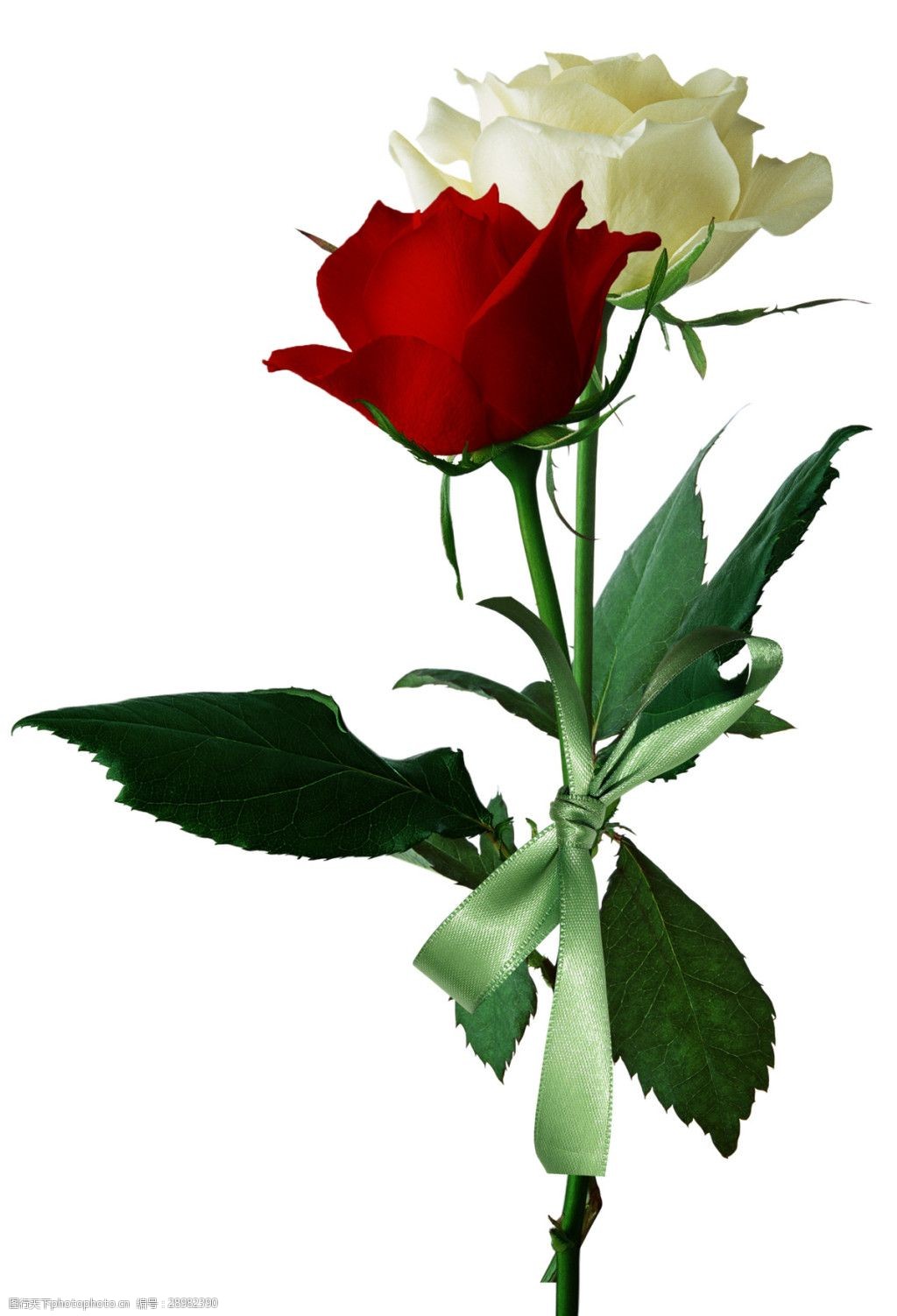 白玫瑰與紅玫瑰素材圖片
